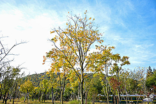 lô tô bạch thủ